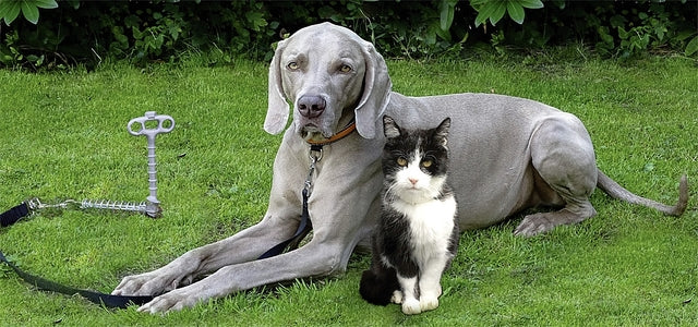 PetPeg 2.0 Bodenanker für Haustiere